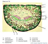 13_Pinus x40_labels.jpg